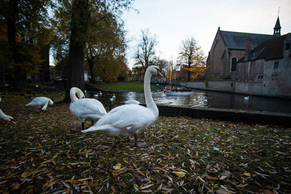swans in downtown bruges belgium by canal