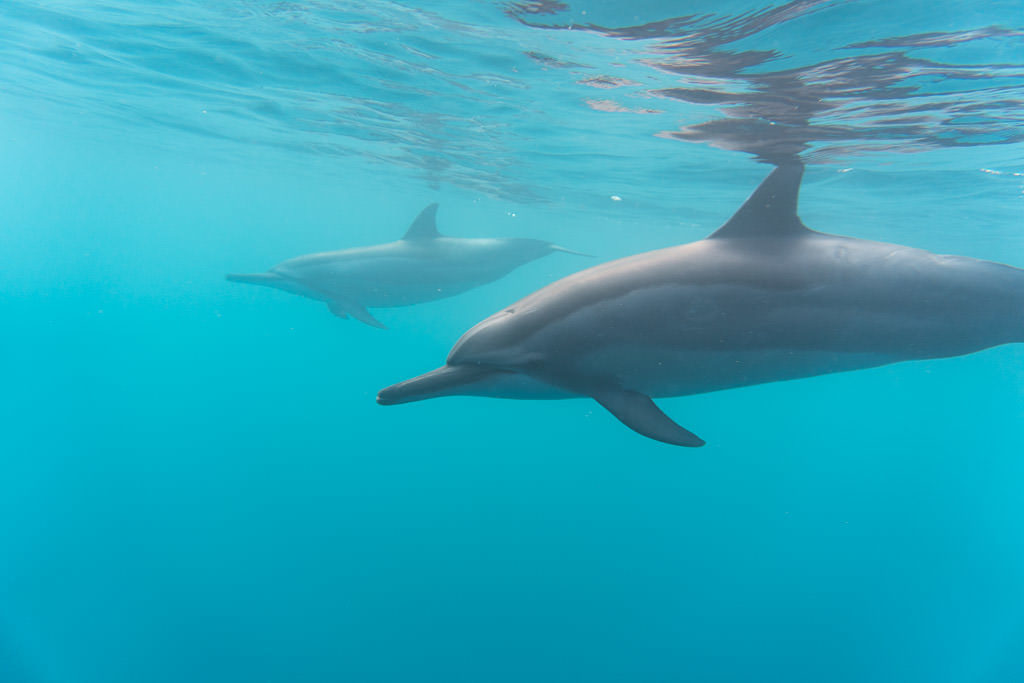 big island snorkeling with wild dolphins in kona