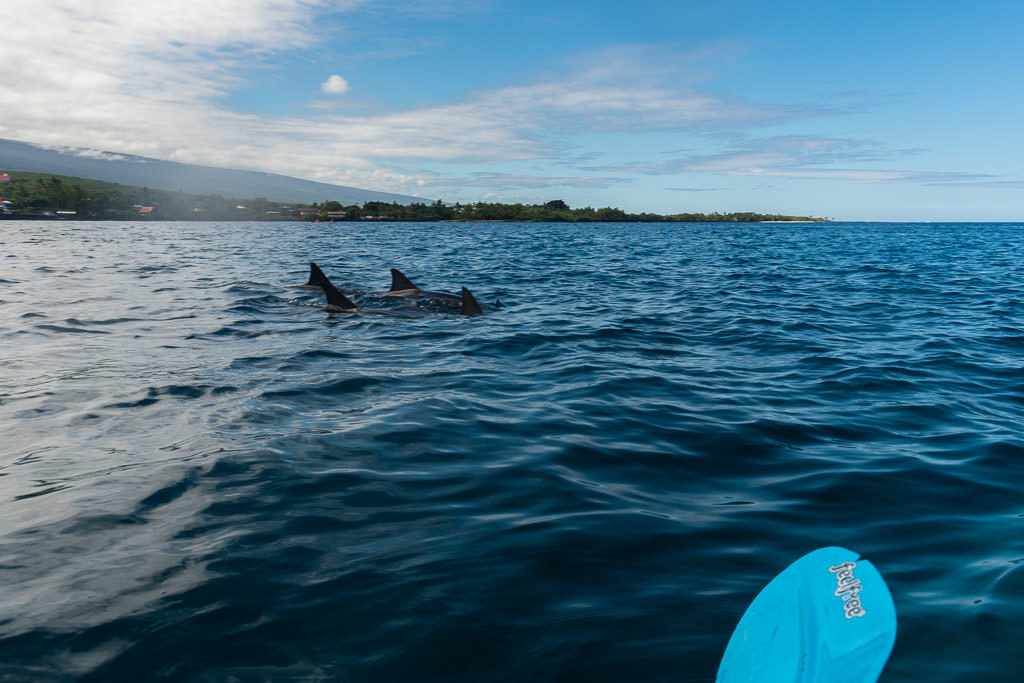 big island kayaking with wild dolphins and snorkeling kona