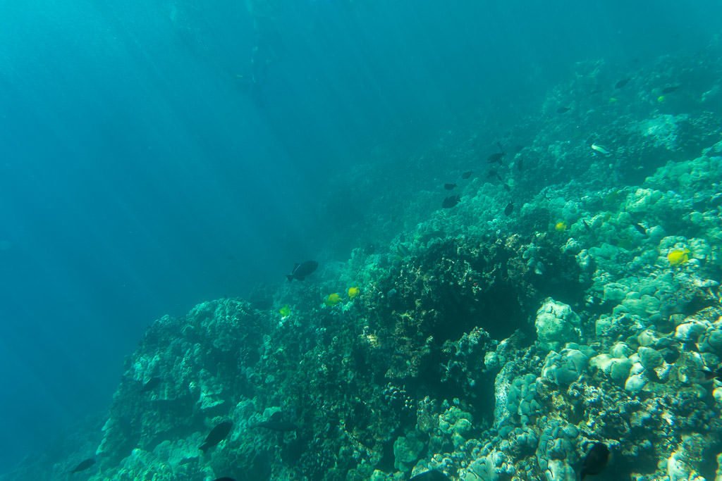 big island kayaking with wild dolphins and snorkeling kona Kealakekua Bay 