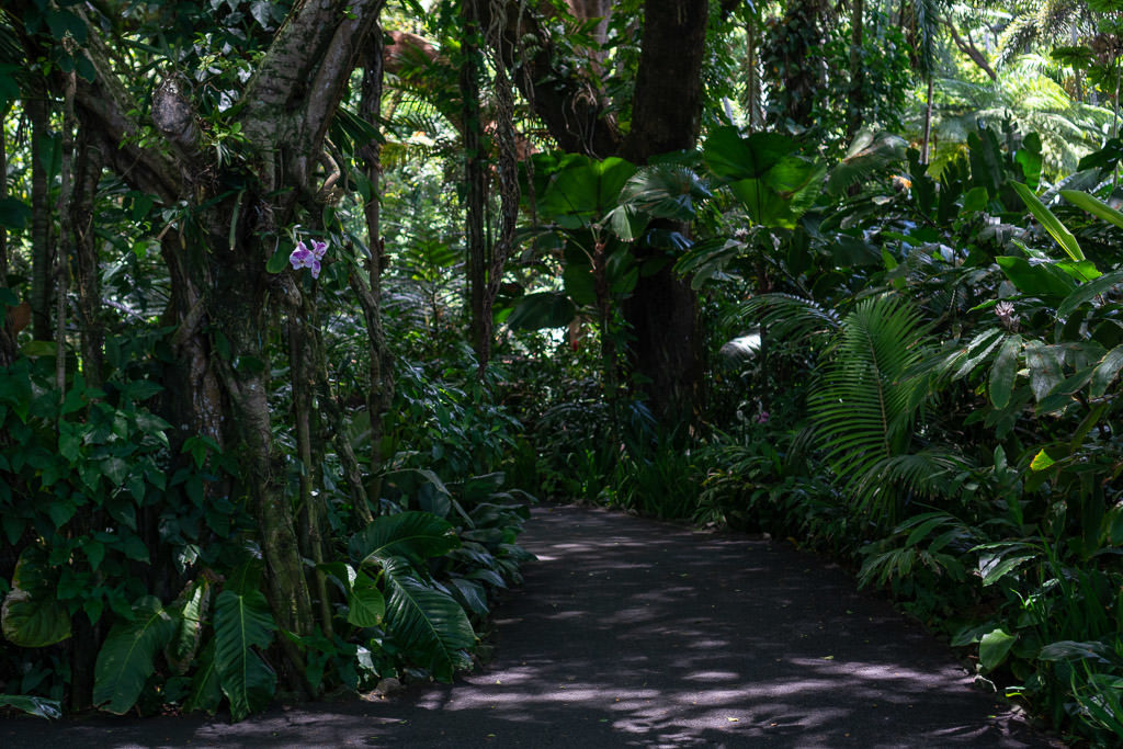 hawaii tropical botanical garden hilo big island