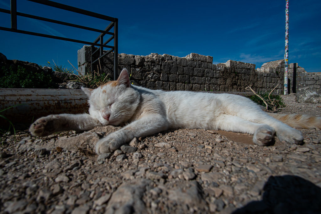 White cat laying in the sun on the top of Kotor Fortress
