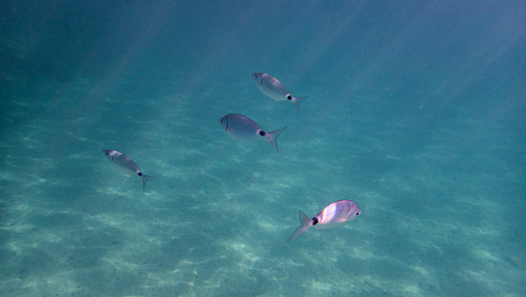 Some fish swimming around in the clear water at Banje Beach