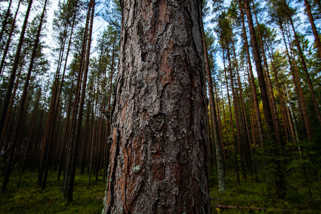 riga latvia forest