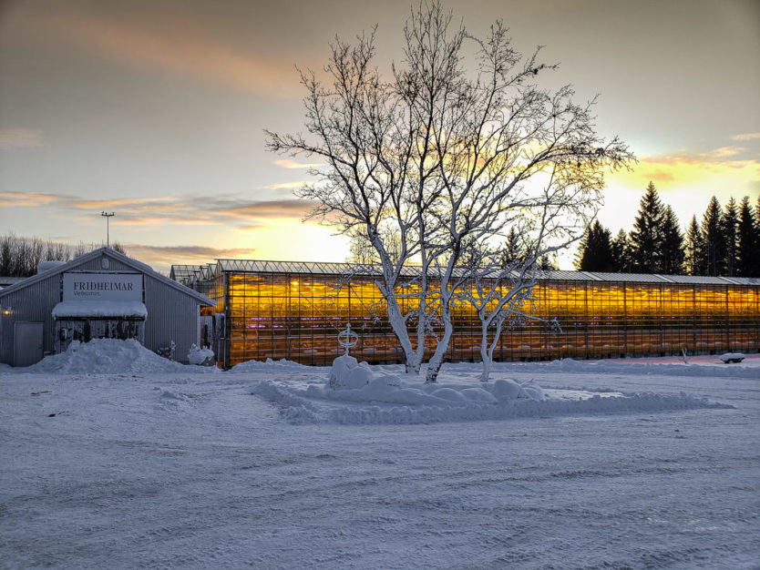 Friðheimar Greenhouse restaurant in golden circle iceland