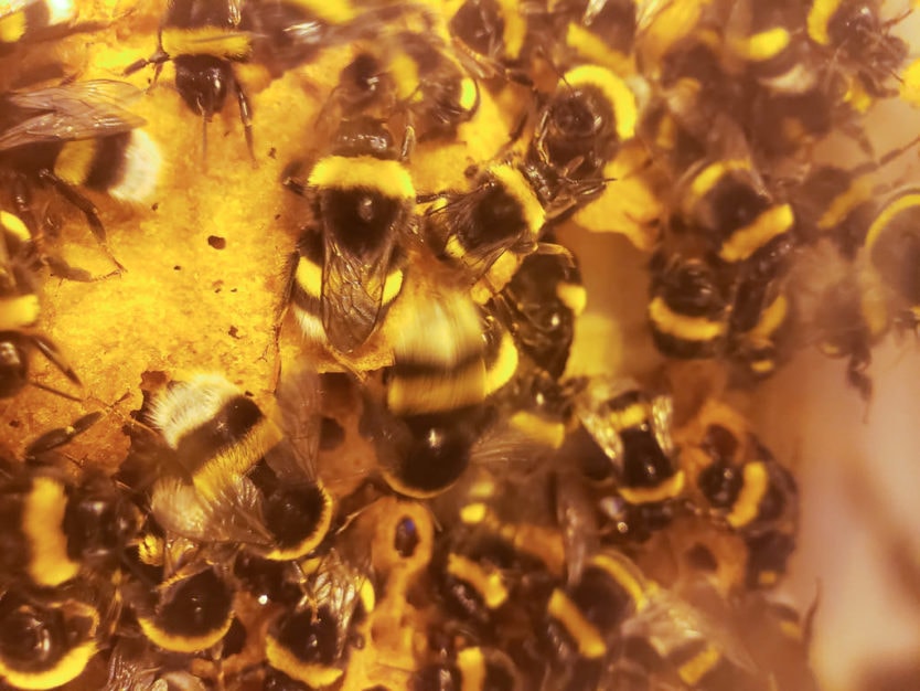 Friðheimar Greenhouse bees in golden circle of south iceland