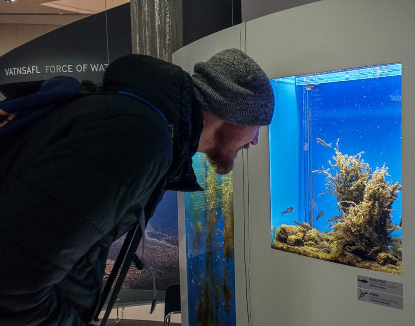Buddy looking into a fish tank at the perlan museum in reykjavik
