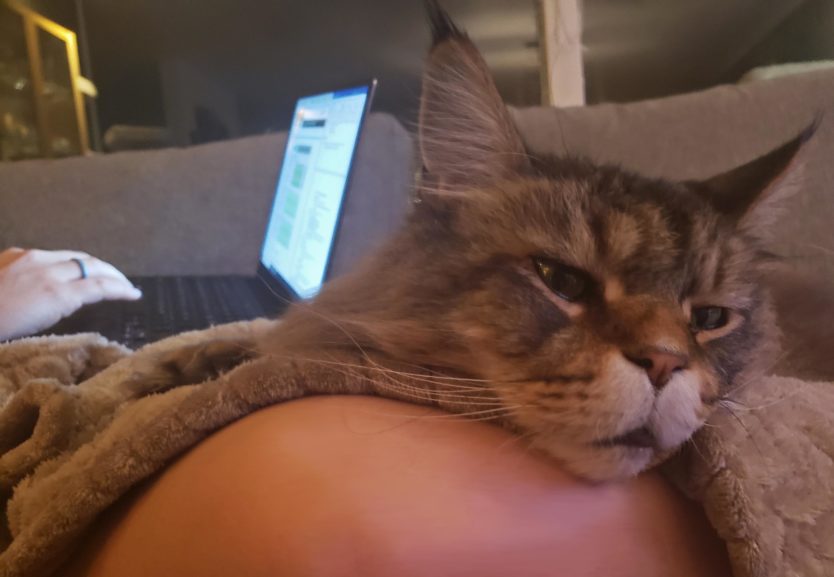 cat lounging on leg while working on laptop