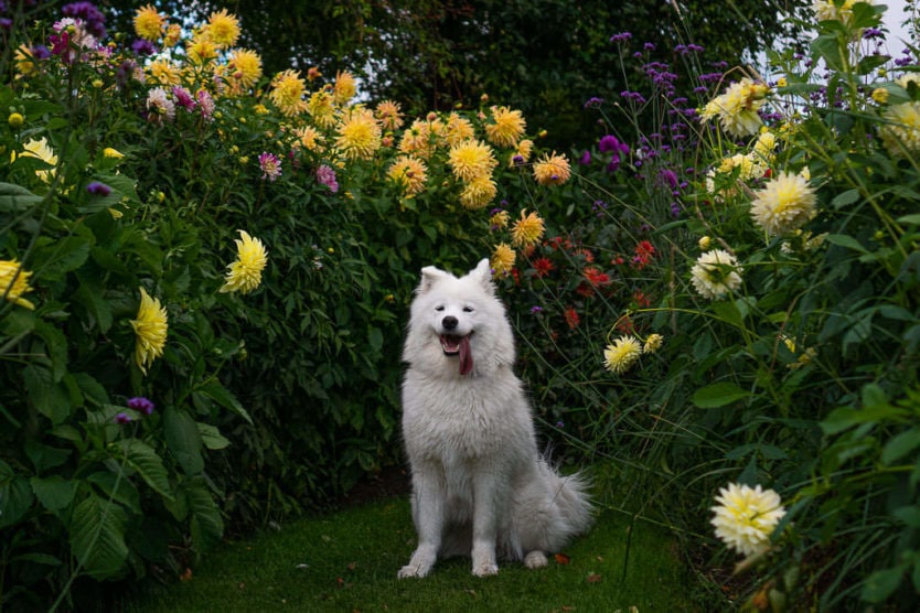 dog we were pet sitting posing in garden