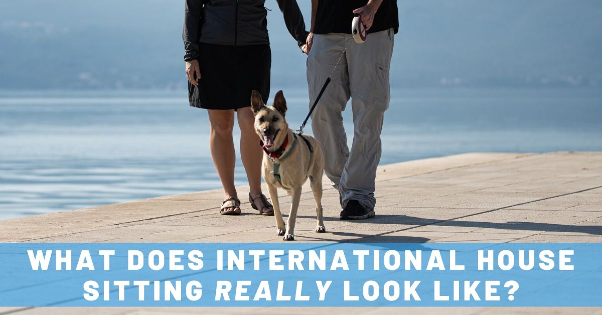 What Does a Typical Day of International House Sitting with Pets Look Like? (+VIDEO!)