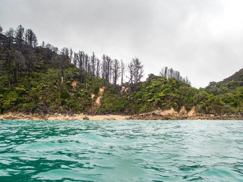 trees on the coast line of abel tasman national park in Shag Harbour