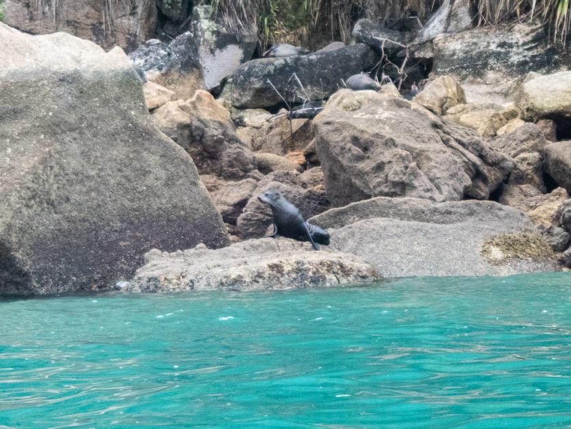 fur seal sitting on the rocks on the coast of abel tasman national park