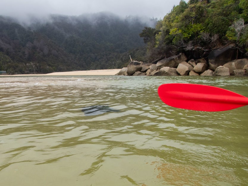 stingray in the shallow water of bark bay in abel tasman national park
