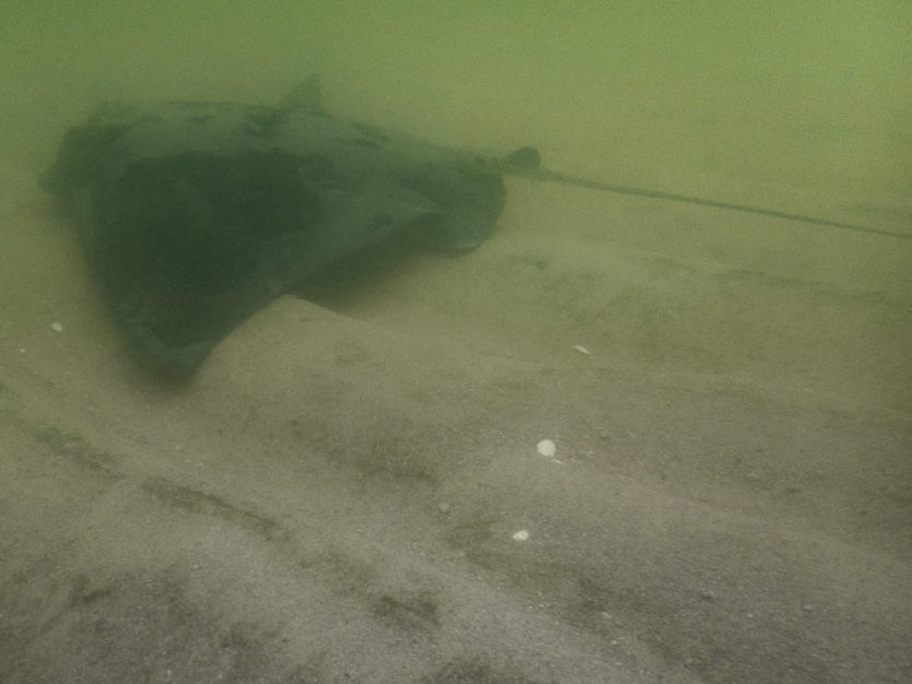 stingray swimming under a kayak in the shallow water of bark bay in abel tasman national park