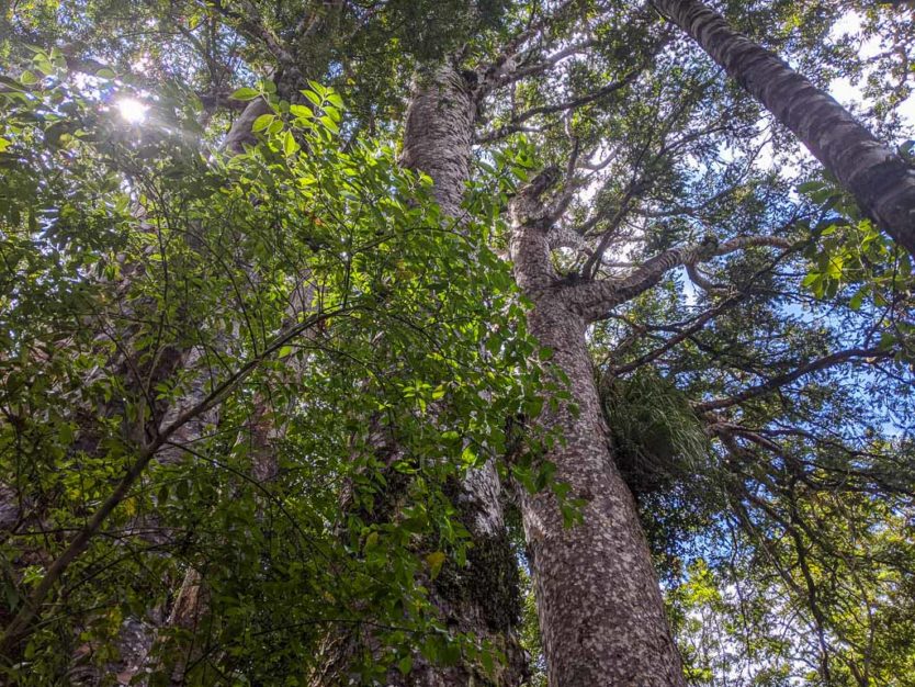 giant kauri tree in waipoua forest trail