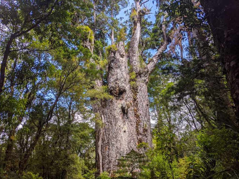 te matua ngahere giant kauri tree in waipoua forest trail