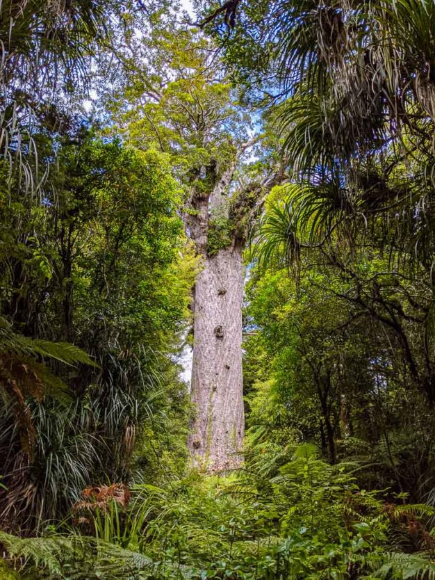 Tane Mahuta, largest kauri tree in New Zealand in waipoua forest