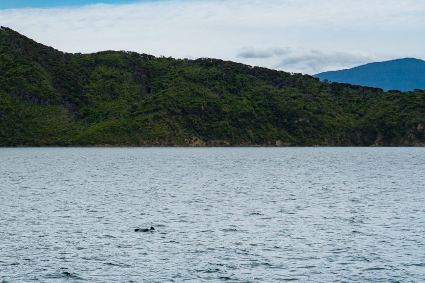 hector's dolphins jumping through the water in queen charlotte sound mail boat cruise