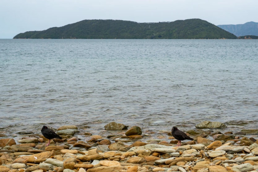 birds on the shoreline of ship cove looking out towards Motuara Island