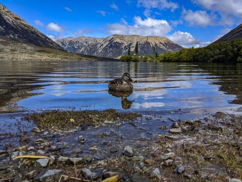 Duck on the water at Lake Pearson near Arthur's Pass with mountains