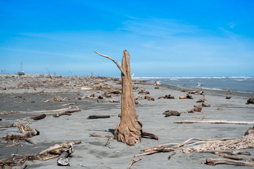 Driftwood on the Hokitika Beach on the way to Hokitika Gorge