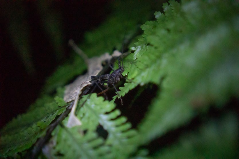 One of the many Weta we saw during our private new zealand glow worms tour