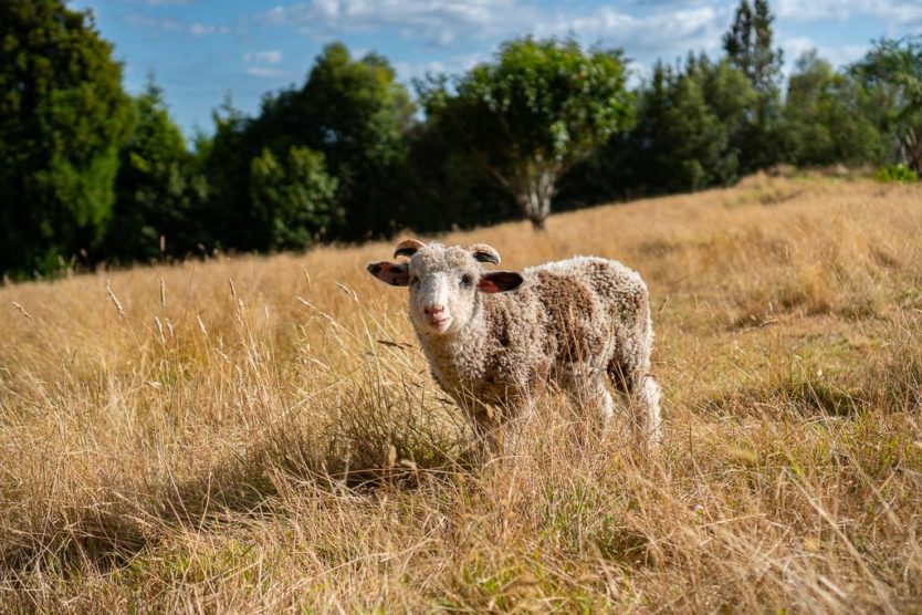 Baby Mount Tutu Sheep at Mount Tutu Eco-Sanctuary near Rotorua