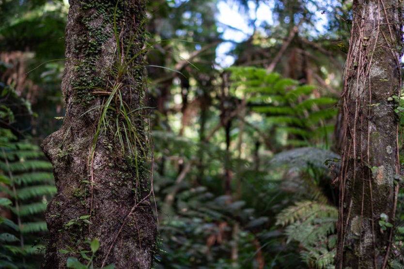 Forested area of Mount Tutu Eco-Sanctuary, an eco-friendly accommodation near rotorua new zealand