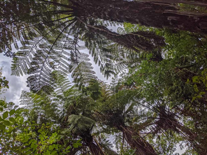 Forested area of Mount Tutu Eco-Sanctuary, an eco-friendly accommodation near rotorua new zealand