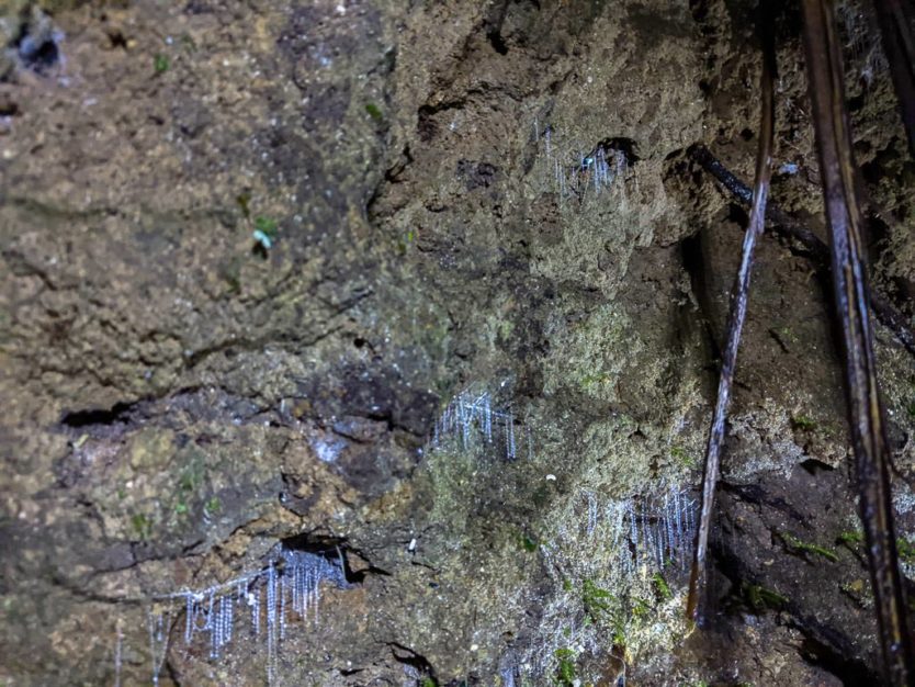 new zealand glow worms on a private night tour near rotorua new zealand