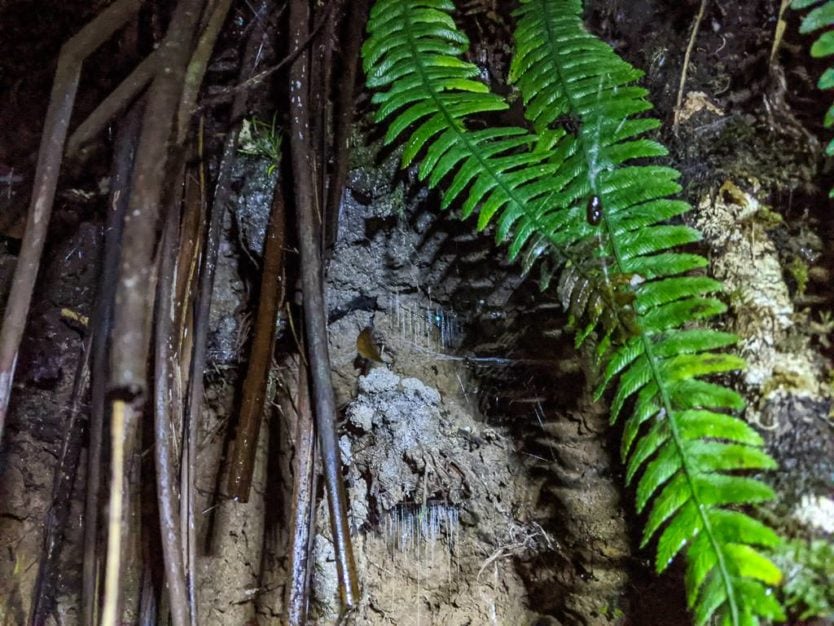 looking at the new zealand glow worms during a private glow worm night tour on an eco-sanctuary