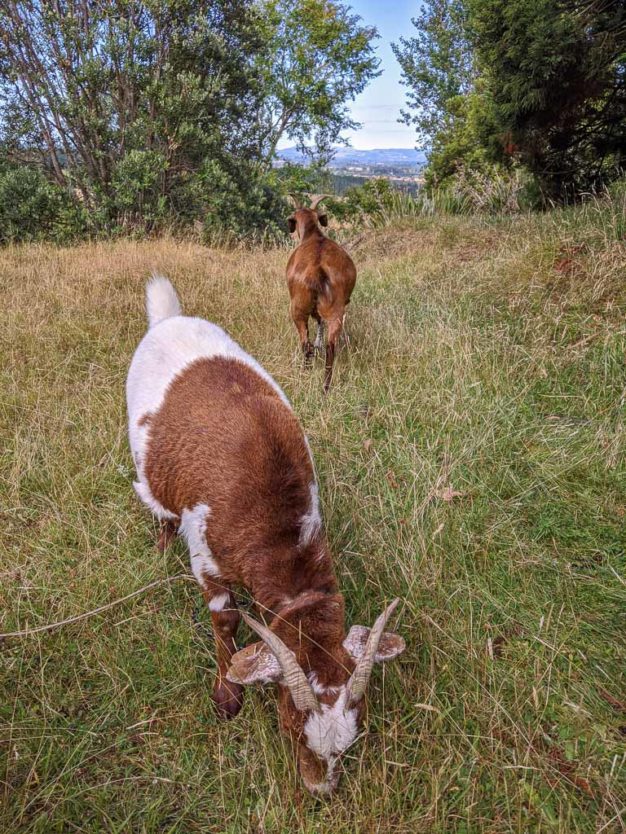 goats at mount tutu eco-sanctuary