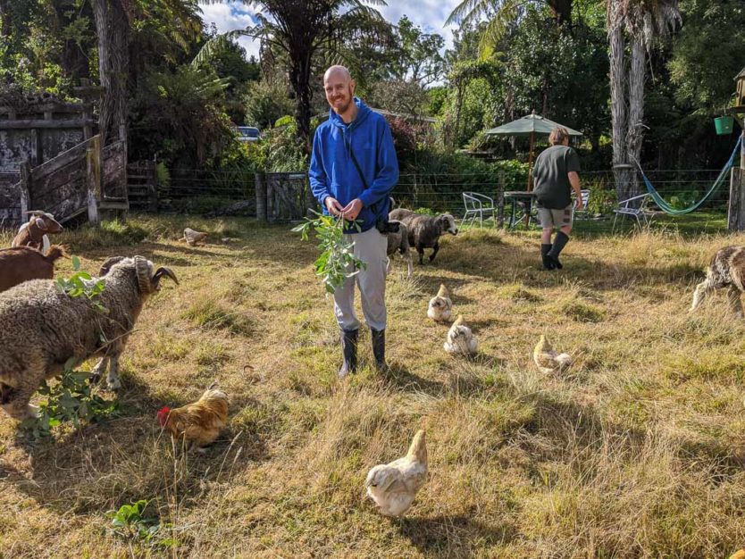 helping feed the farm animals at mount tutu eco-sanctuary during our morning walk to learn about the property and sanctuary