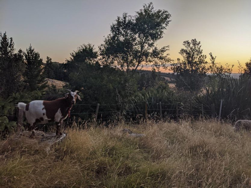 goat watching Sunset at mount tutu eco-sanctuary