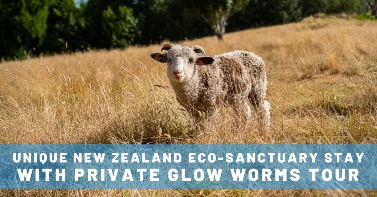 Private New Zealand Glow Worms Tour with Unique Eco-Sanctuary Stay