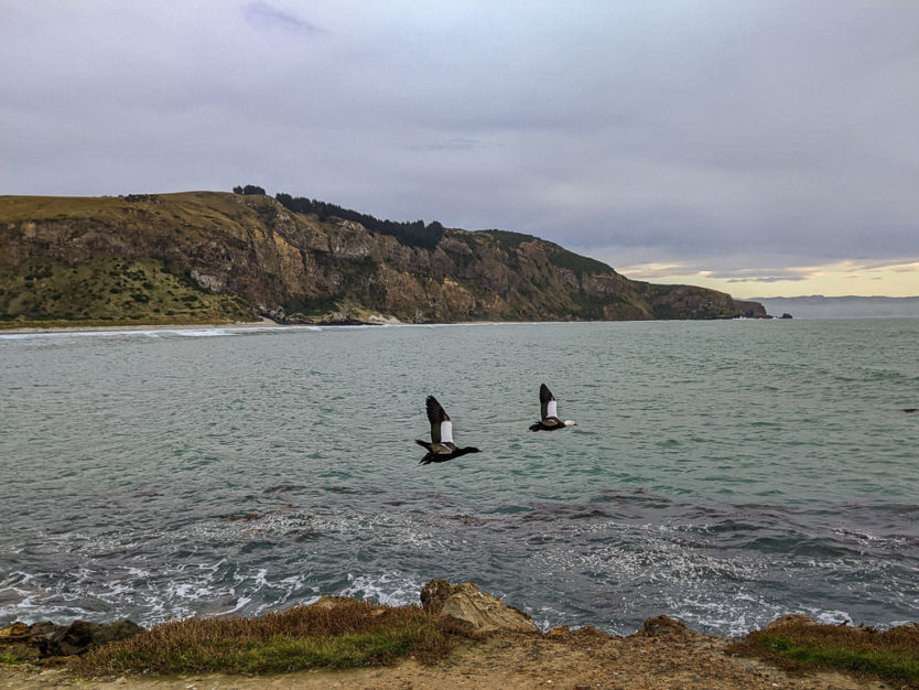 birds at aramoana wildlife area dunedin nz