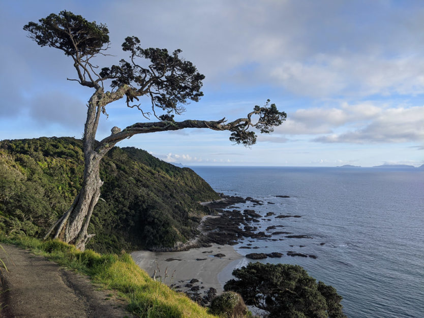 mangawhai heads cliff walk new zealand