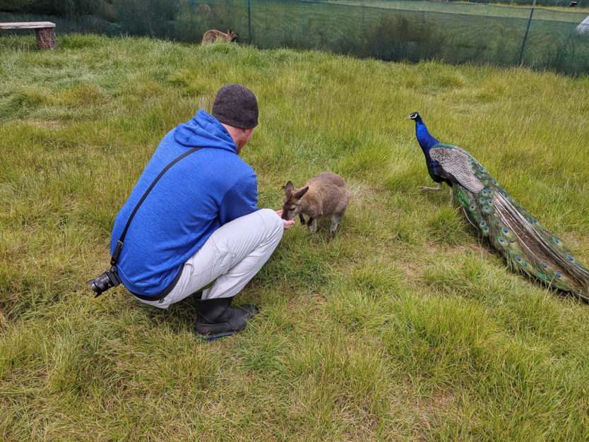 waimate wallaby park new zealand