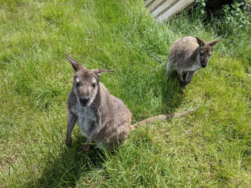 waimate wallaby park new zealand
