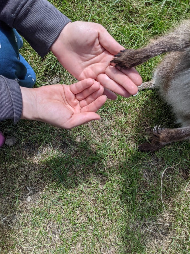 waimate wallaby park new zealand