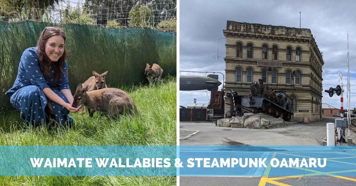 Wallabies in Waimate & Steampunk in Oamaru, NZ