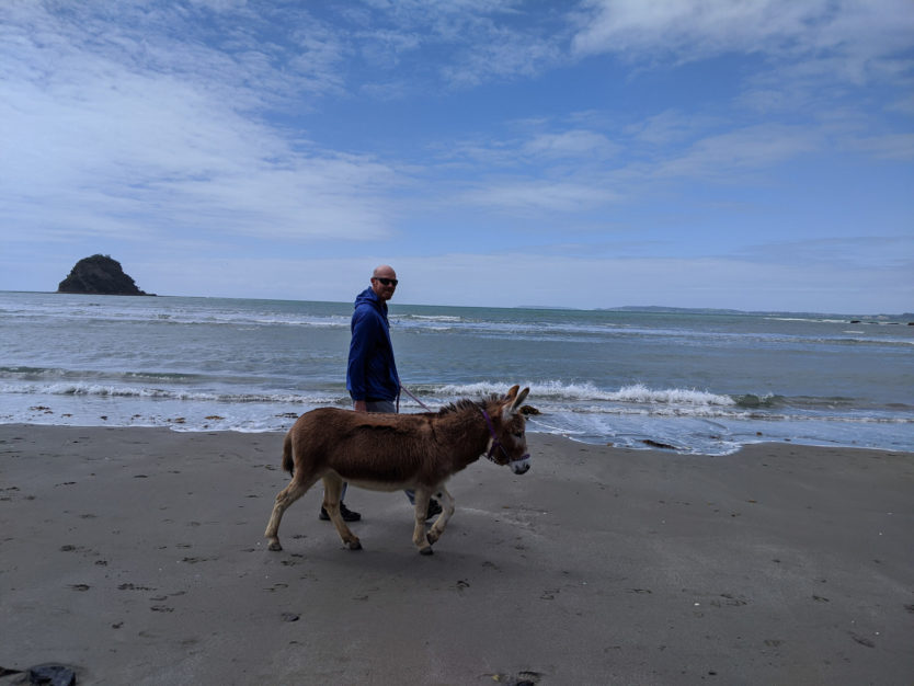 walking donkeys on beach