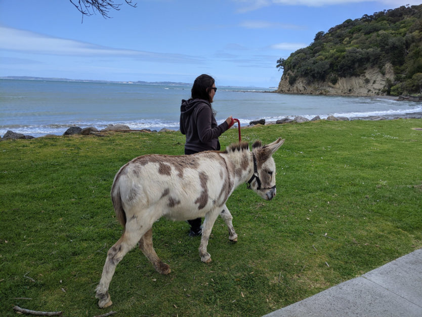walking donkeys on beach