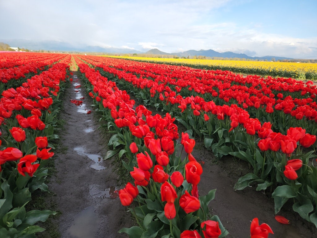 skagit valley tulip festival roozengaarde