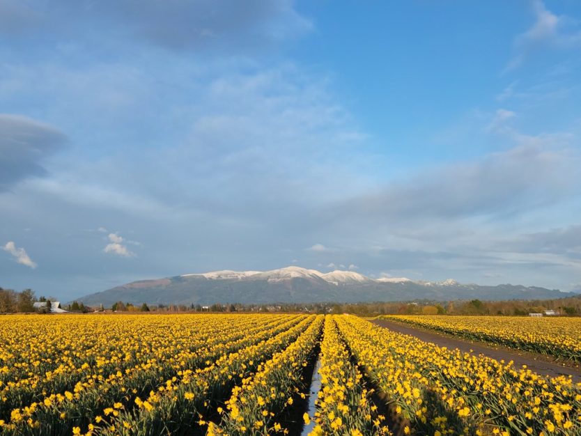 skagit valley tulip festival washington