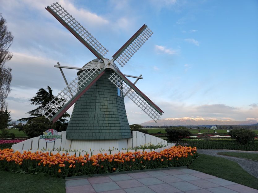 skagit valley tulip festival washington windmill
