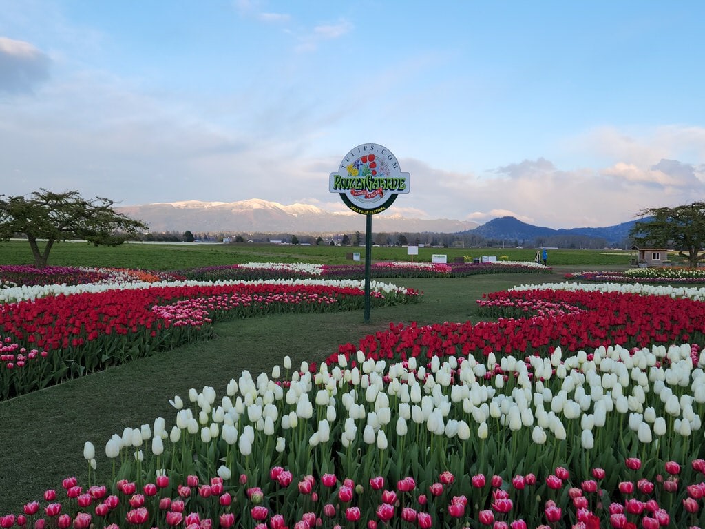 skagit valley tulip festival roozengaarde