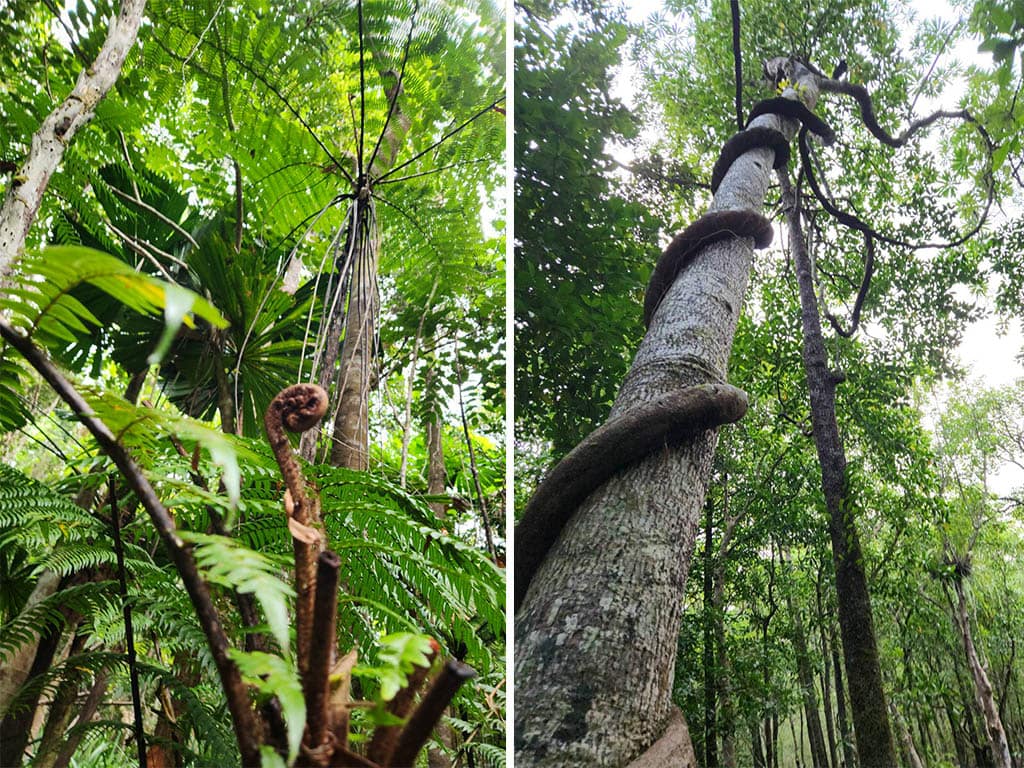 daintree rainforest plants