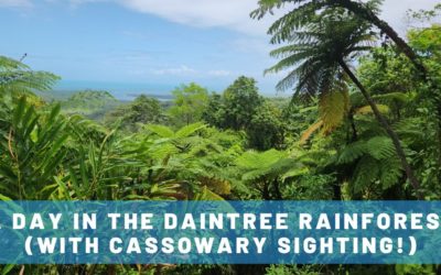 A Day in the Daintree Rainforest: Crocodiles, Cassowaries & More!