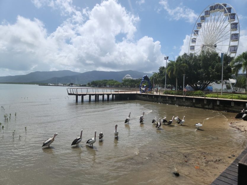 downtown cairns esplanade ferris wheel